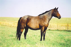 Miss Bee Roan