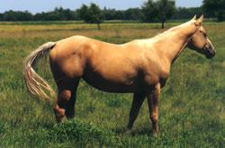 Peppys Playgirl