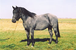 Kings Cowboy Drift