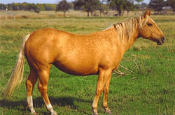 Kings Golden Nu Cash