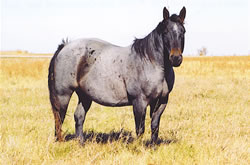 Salena Peppy Hancock